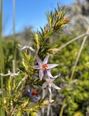 Calectasia cyanea