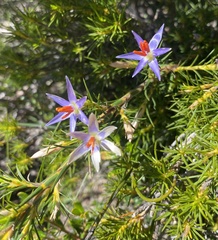 Calectasia cyanea