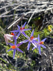 Calectasia cyanea