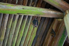 Hipposideros armiger terasensis