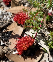 Darwinia sanguinea