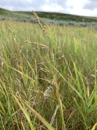 Image of Pendantgrass (Arctophila fulva) by (c) Valerii Glazunov, some rights reserved (CC BY)
