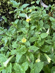 Erythranthe nepalensis