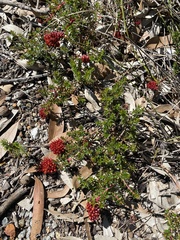 Darwinia sanguinea