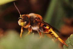 Nomada agrestis
