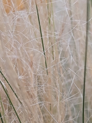 Poaceae