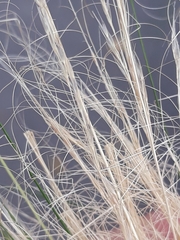 Poaceae