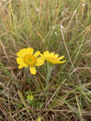 Tephroseris integrifolia atropurpurea