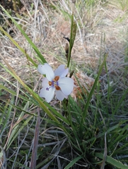 Aristea cistiflora
