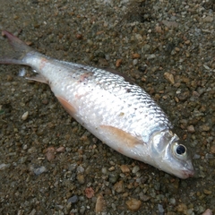 Labiobarbus leptocheilus