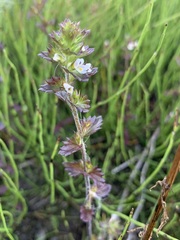 Euphrasia frigida