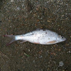 Labiobarbus leptocheilus