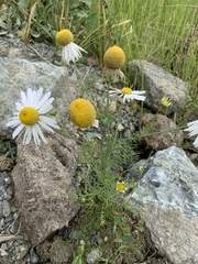 Tripleurospermum hookeri