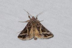 Autographa flagellum