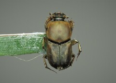 Euoniticellus fulvus