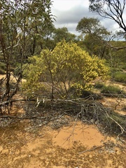 Acacia rigens
