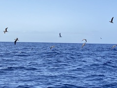 Calonectris diomedea
