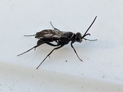 Agenioideus