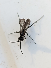 Agenioideus