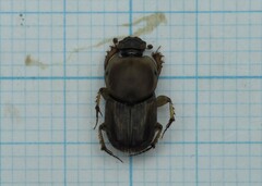 Euoniticellus fulvus