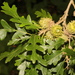 Quercus cerris - Photo Δεν διατηρούνται δικαιώματα, uploaded by Stephen James McWilliam