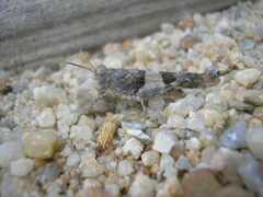 Oedipoda charpentieri