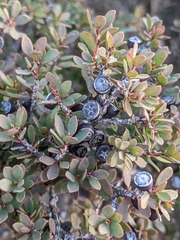 Leptospermum glaucescens