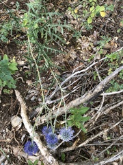 Echinops ritro thracicus