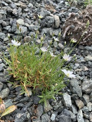 Stellaria peduncularis