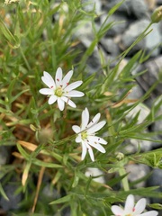 Stellaria peduncularis