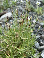 Stellaria peduncularis