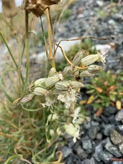 Silene paucifolia