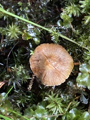 Inocybe mixtilis