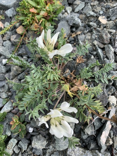 Oxytropis sordida, photograph 3