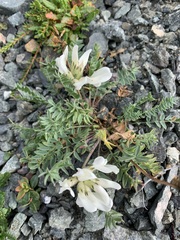 Oxytropis sordida, photograph Valerii Glazunov, CC BY, iNaturalist via GBIF