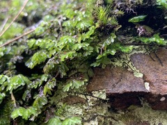Hymenophyllum cupressiforme