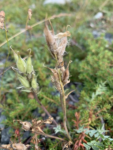 Oxytropis sordida, photograph 4