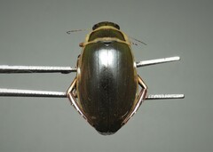 Dytiscus marginalis marginalis