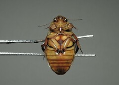 Dytiscus marginalis marginalis