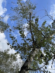 Populus cathayana