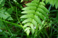 Pteris wallichiana