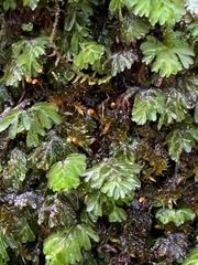 Hymenophyllum cupressiforme