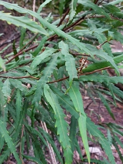 Grevillea longifolia