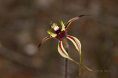 Caladenia septuosa