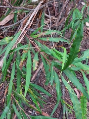 Grevillea longifolia