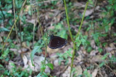 Euploea eunice hobsoni
