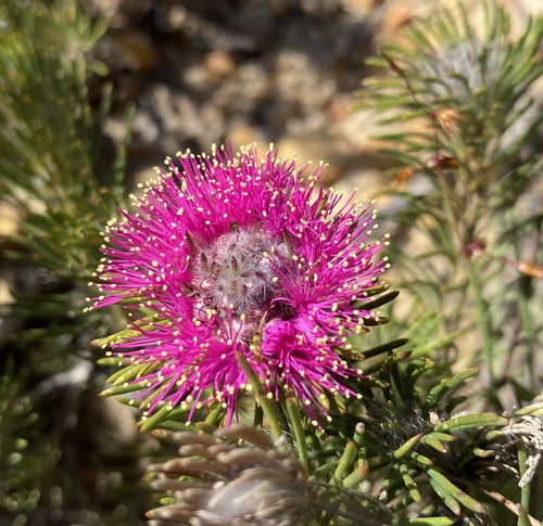 Melaleuca trichophylla observed 2022-08-20