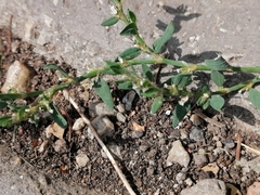 Polygonum aviculare