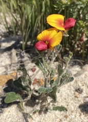 Isotropis cuneifolia