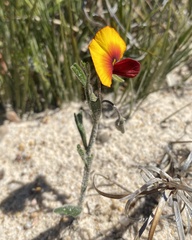 Isotropis cuneifolia